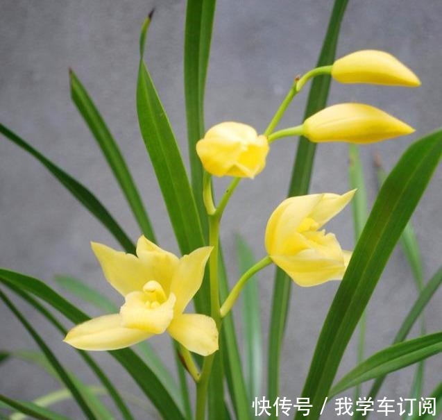 兰花土加“一料”，远离三怕，花苞“咕嘟”冒，开花一茬接一茬！