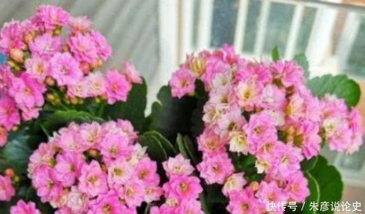 开花|家养几些植物,阳台开出花海,花大色艳,颜值超高的