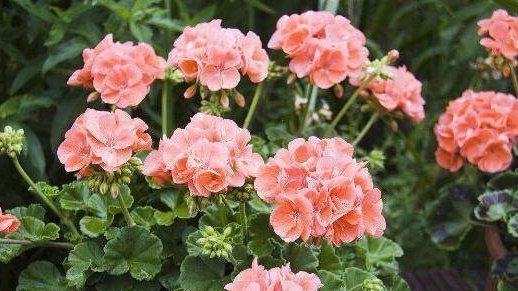 不想养吊兰绿萝了那就养这4种花,花开如海,一年能开300多天