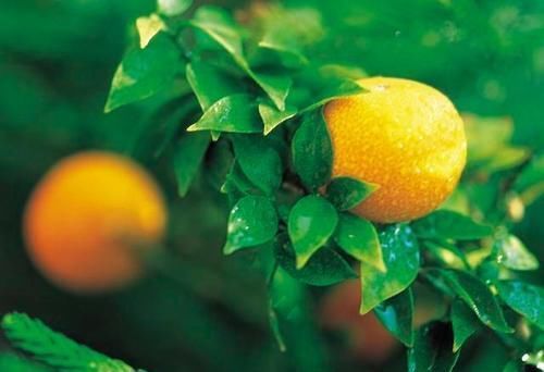 李时珍说一味药同补药则补,同泻药则泻,同升药则升,同降药则降