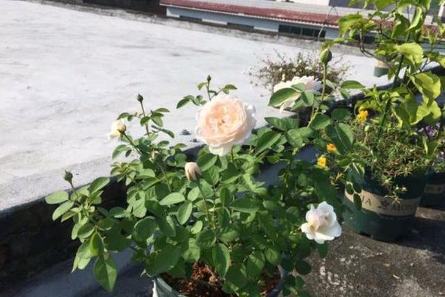 养月季花小苗，用3个“小技巧”，蹭蹭长侧芽，一次开花就爆盆