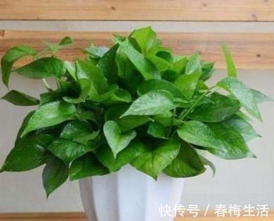 甲醛测量仪|客厅里的它，是白血病的“帮手”，为了家人的健康，赶紧处理掉！
