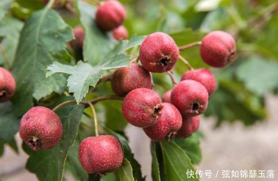 正确|山楂不止助消化,若能学会正确“搭配”,养生效果可能更理想