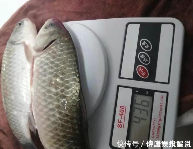 钓鱼|钓鱼三大策略,懂技术的人都在遵循,钓鱼新手必备!