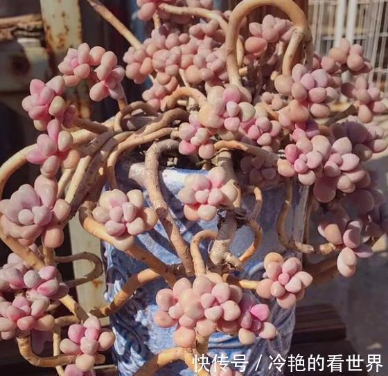 6种经典的粉色系多肉,叶片肥厚颜值高,仙气十足惹人爱