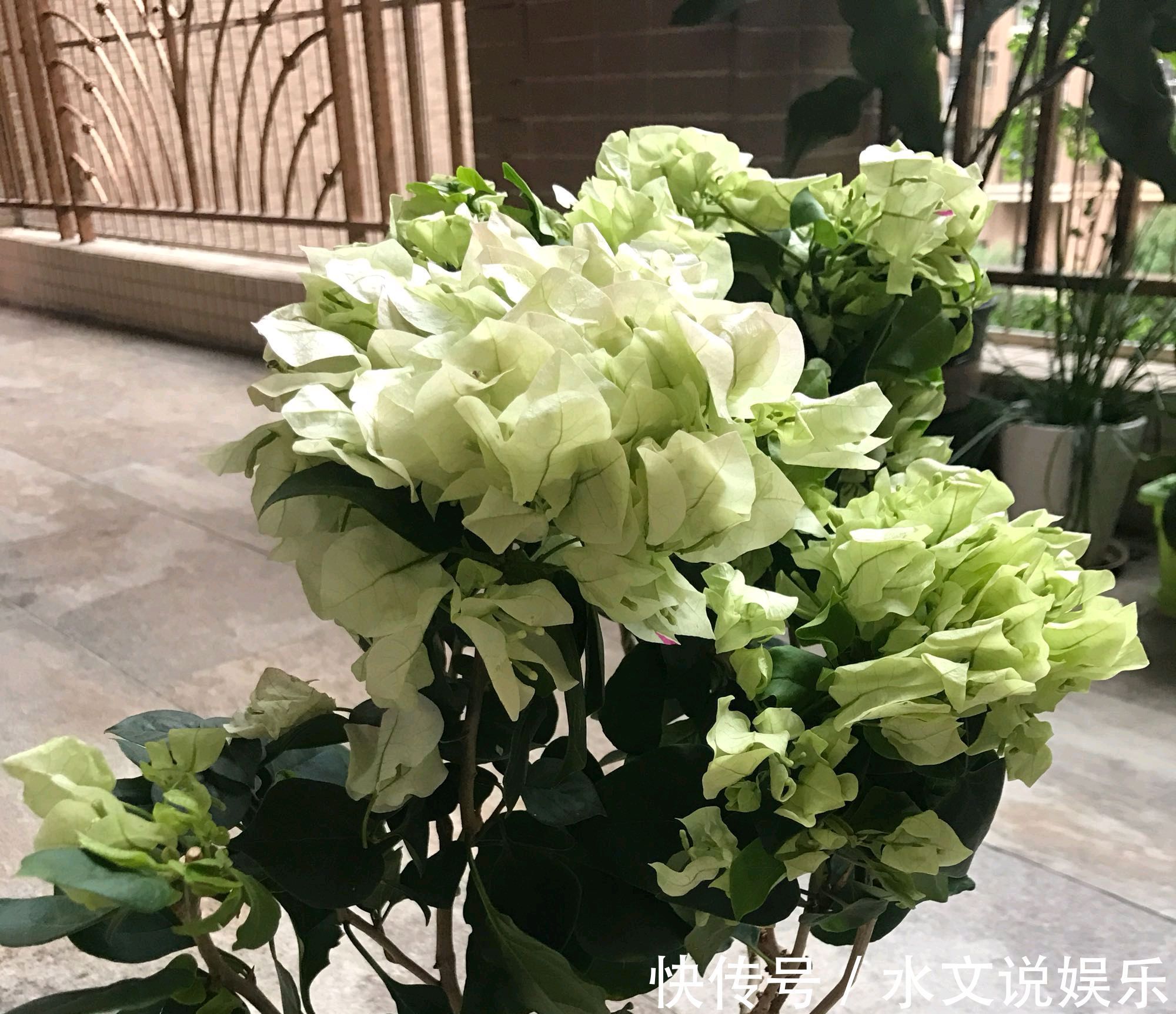 爆盆|三角梅矮化促花芽分化技巧，没事喷喷“它”，开花爆盆又造型紧凑