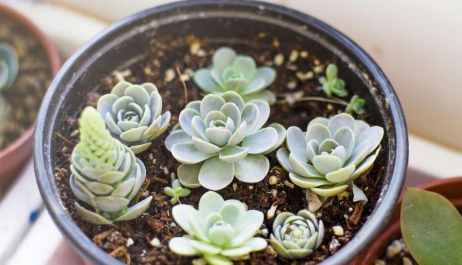 养护|养多肉,不是任何时候都该控水!