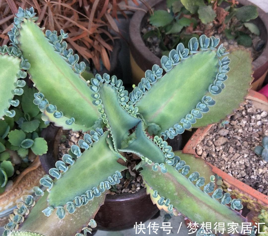 养到烦人的花，盆都不够用，扔掉还很心疼