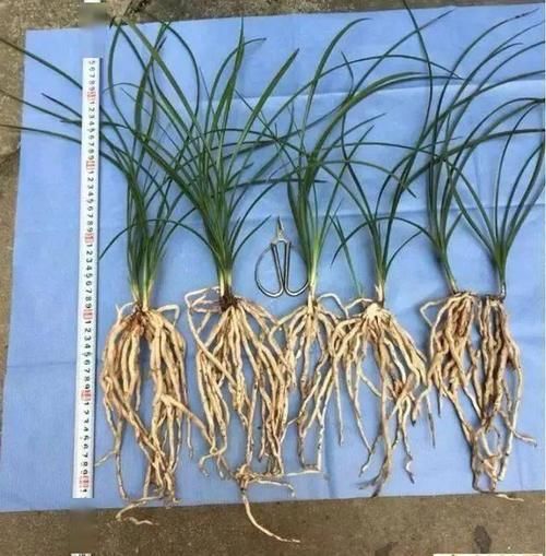 兰花如何种才能快速发根？