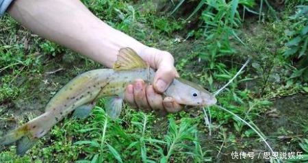 芝麻|此鱼自带“芝麻香”,被誉为“淡水之王”,因长得像鲶鱼遭嫌弃