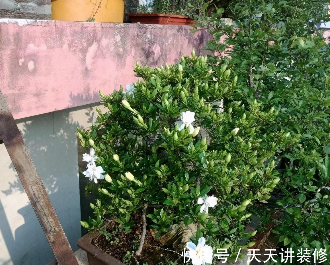 肥大花|7种“漂亮花”,天热要加“大肥”,肥大花大,缺肥耽误一年花