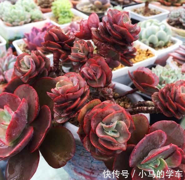 容易爆仔的秀妍,要知道,秀妍可不是爆仔那么简单,出状态更美!