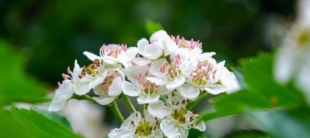 空地别闲着了!这几种树再穷也要栽一棵,果子比蜜甜,好养活