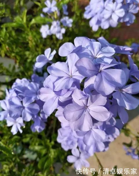 开花勤快，好养好看少病害，这两种“开花机器”，谁养谁爱！