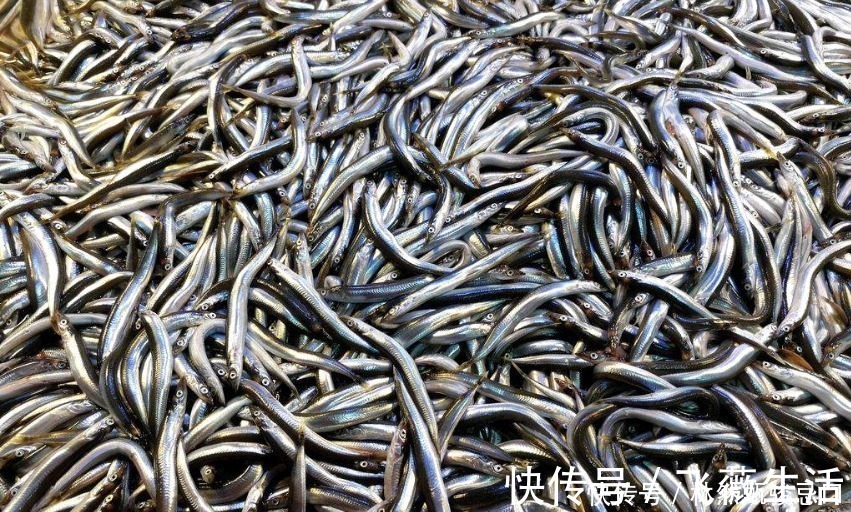 玉筋鱼|中国6种最便宜海鲜，5块钱一斤，和蔬菜一样便宜，非常美味