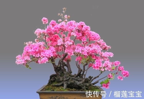 花苞|冬季映山红正确管理开花才美丽,该怎样管理?