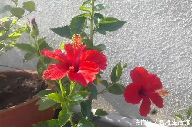 这1种“花期”最长的植物,俗称“大红花”,花如拳头大,开300天