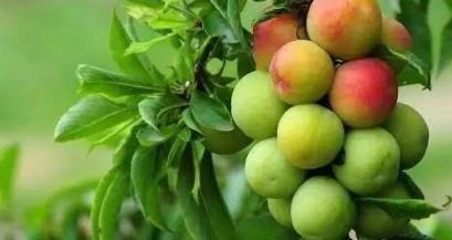 苦杏仁苷|此水果被称为癌细胞“克星”，超市中很常见，大多数人都不爱吃！