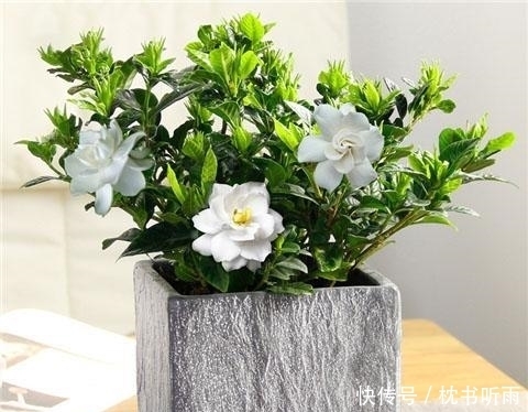 清香|栀子花养护3要点,让花开满盆清香常在!