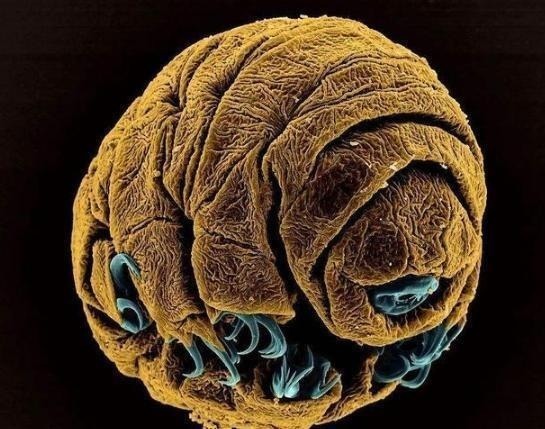 致命弱点 同样裸露在太空，人类仅存活15秒，水熊虫淡定产崽，为何这么强