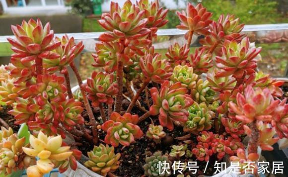 花友|多肉植物养好很难吗,掌握4个特点,多肉变美很简单
