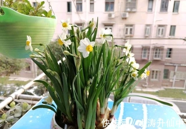 五色梅|8种常见“有毒花”,小心误买回家,家里有小孩要谨慎,安全第一