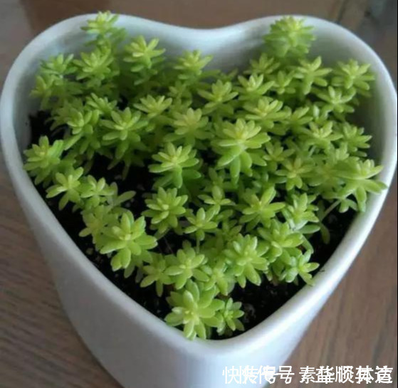 垂盆草|养花技巧6种花扔土里就能活,养死了算你厉害
