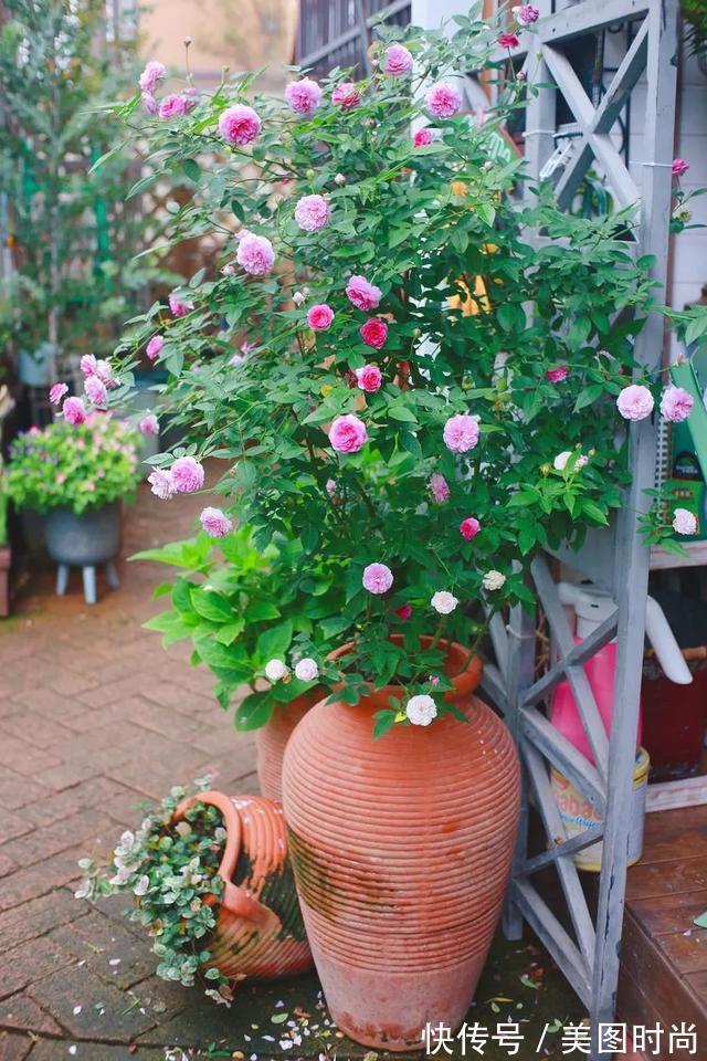 黄先森|3年前,他买了一栋带花园的小洋房,为她打造了一个童话般的花园