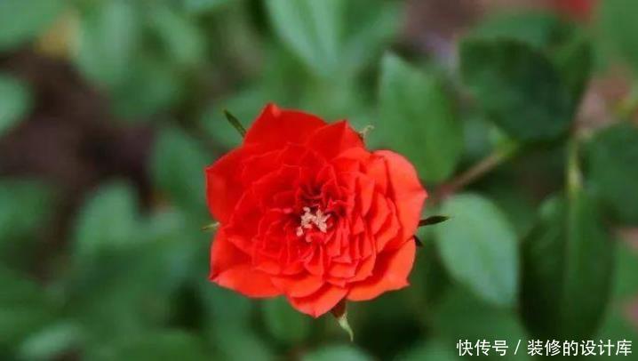 开花|微型月季的养护技巧,在阳台、窗台上也能不断开花