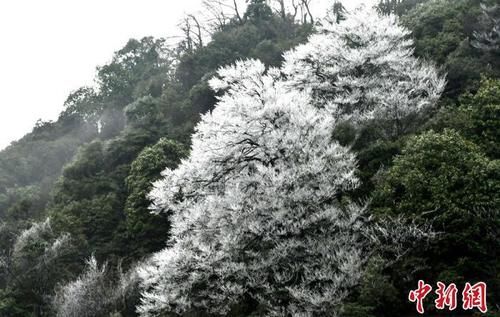 杏花|四川古蔺夜间降雪 虎头山上再现雾凇景观