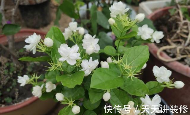 肥大花|7种“漂亮花”，天热要加“大肥”，肥大花大，缺肥耽误一年花