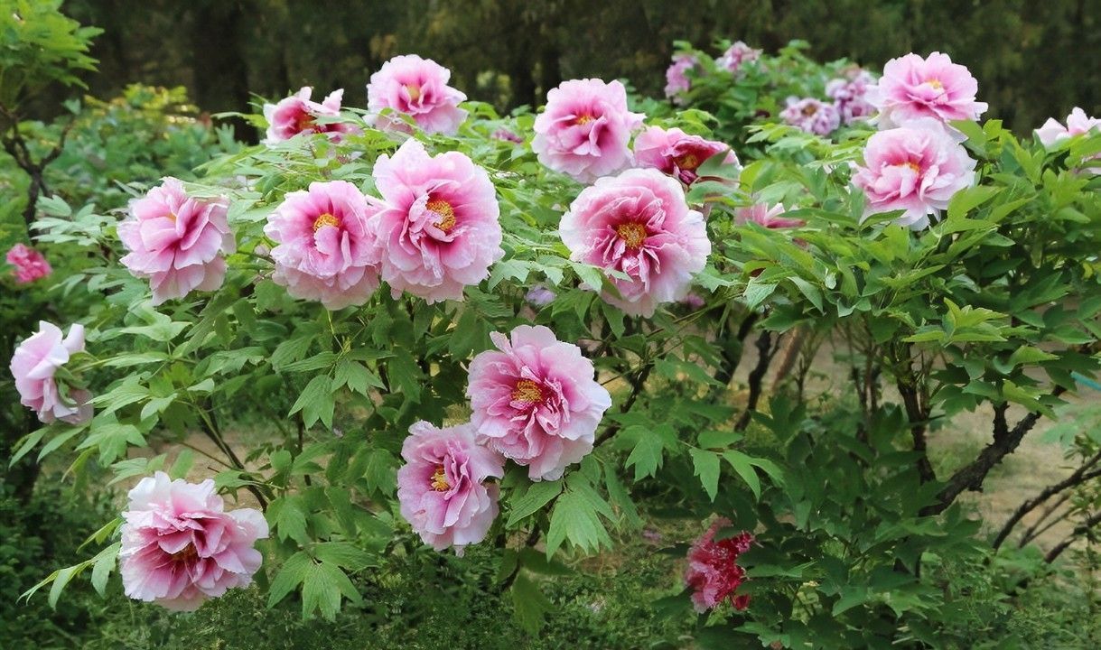 养花试试这几款,红色的花朵代表财富和好运