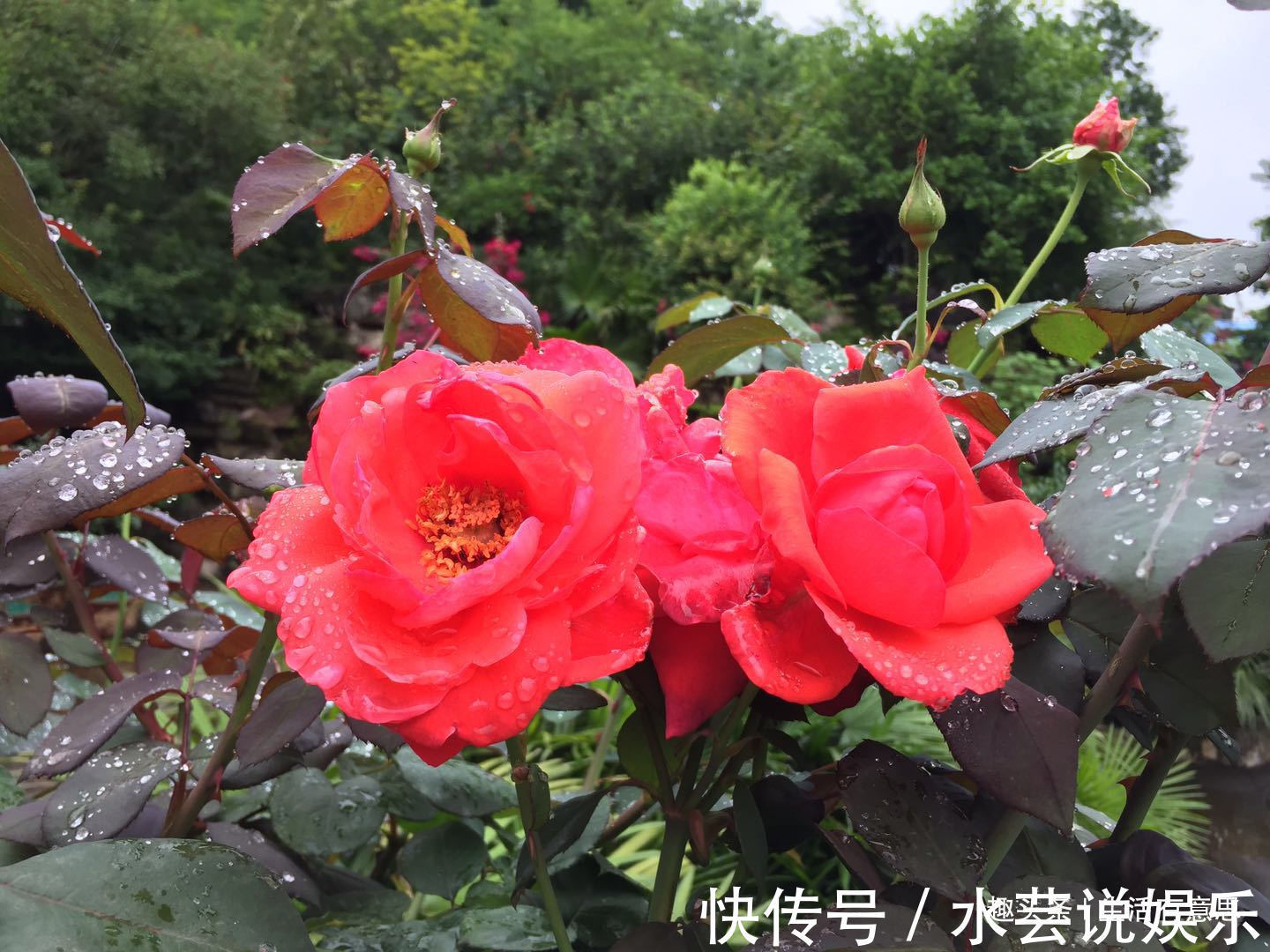 夏季勤快点，教你3招小方法，谢后又开，让月季花比绿萝还好养！