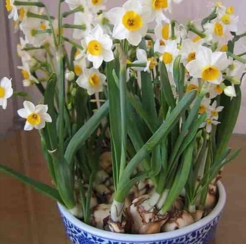 冬天开的花有哪些?6种花冬天开,养在家里漂亮又喜庆