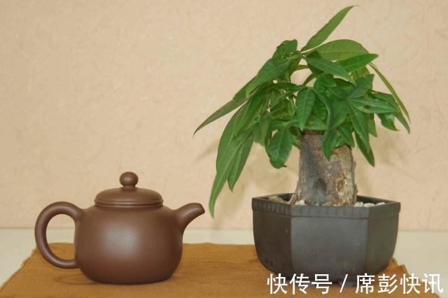 发财树最怕这几个点,平日养护要注意,不怕黄叶烂根养不活