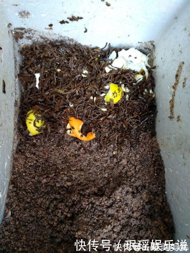 浇花|花盆里冒一层白霜，原来有大危害，抓紧清理