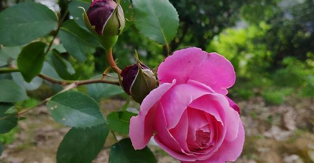 浇水|月季花期管理方法大揭秘，三个重点缺一不可