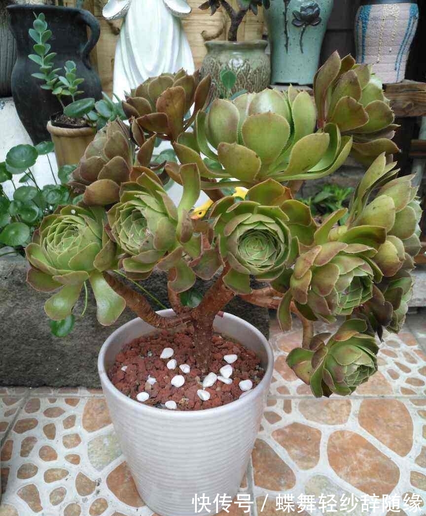 过年逛花市,老妈买了天竺葵,开花味道为啥这么奇怪?