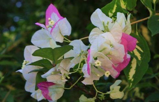 农历|农历7月14号起,最适合养这些花,好活易爆盆,花姿妖娆