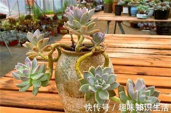 老桩|为数不多的好看又好养的多肉,不徒不挂活得久,3年成漂亮老桩!