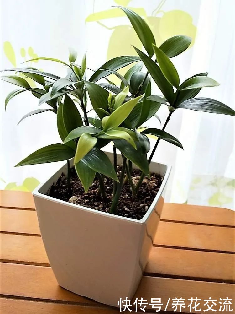 土壤|用播种的方法培育盆栽竹柏,幼苗极其耐阴,很适合养在室内