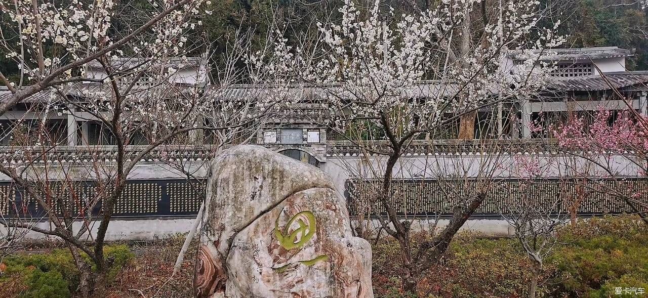 傲雪|梅花竞相开放了