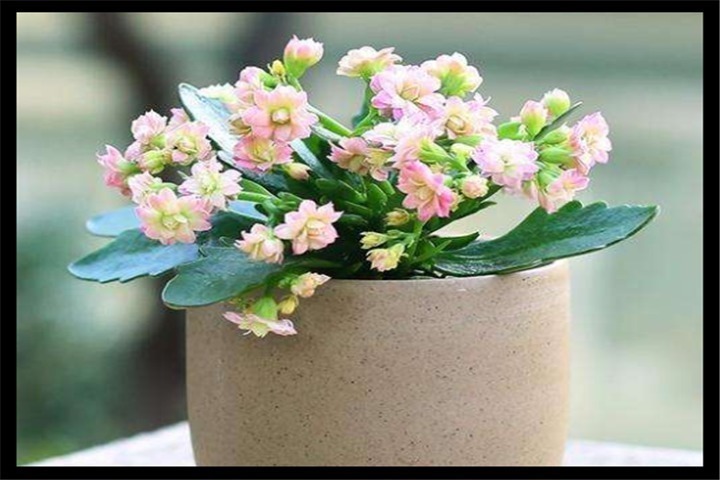 长寿花|5天浇一次这种”肥水“,长寿花15天冒花芽,一个月开出大花球!