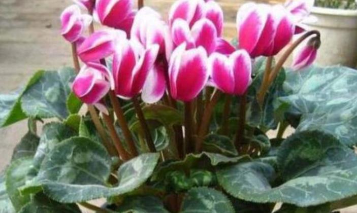 5种花适合养在客厅,花朵大颜色艳,一年四季开花不断