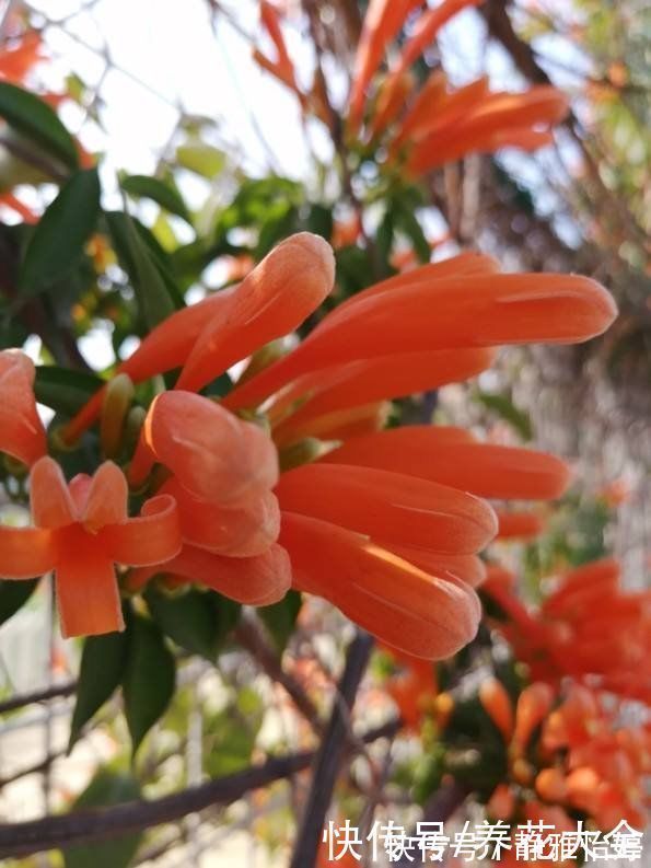 砍掉|房顶上养了一株花,邻居叫我赶紧砍掉,真是为难