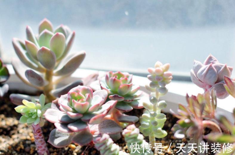 土壤|盆栽养殖多肉,天热更该旱养,不然烂根问题多