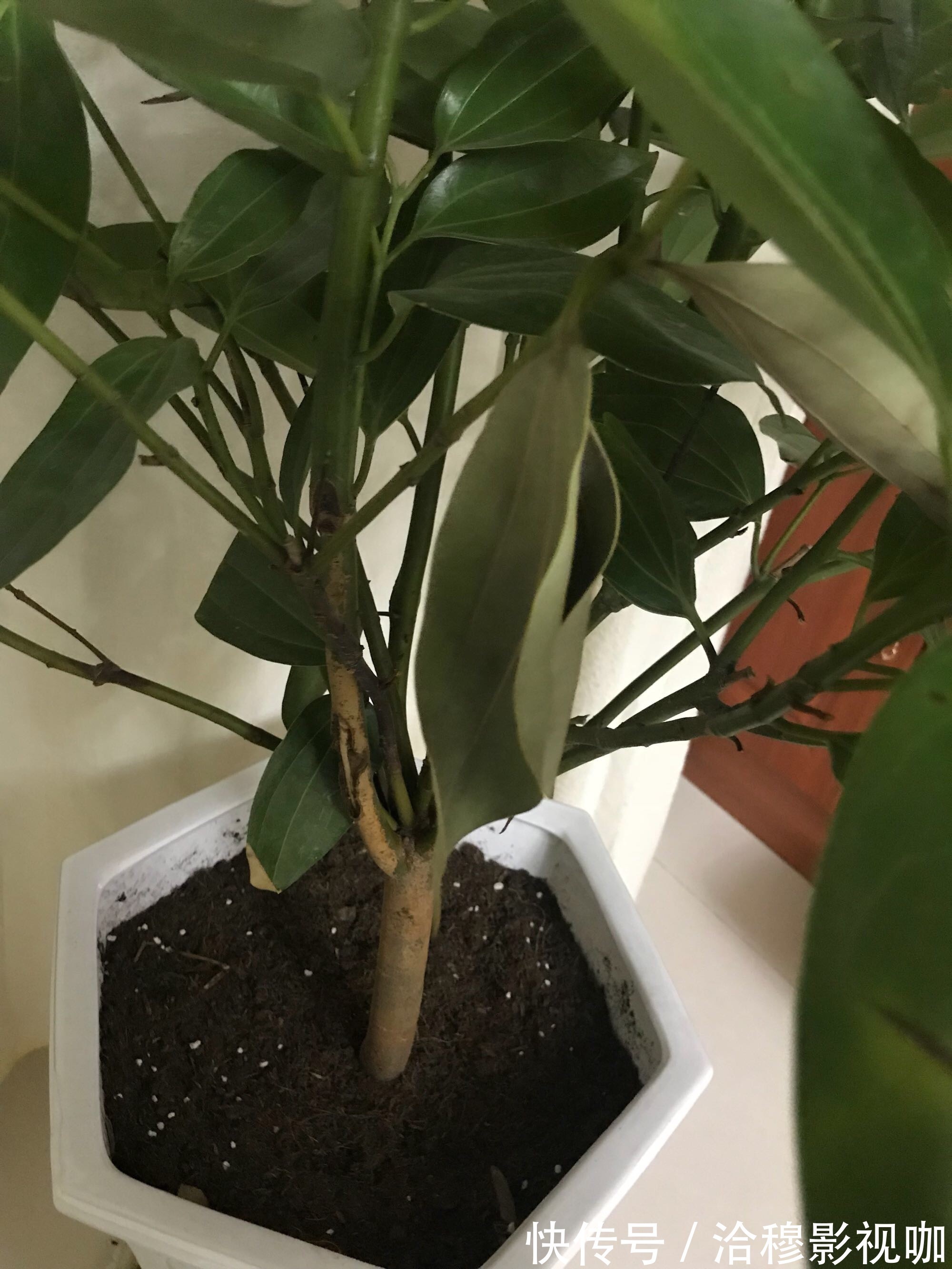 6种“生财花”,夏季养家里,“浇水”要注意,要不黄叶、烂根