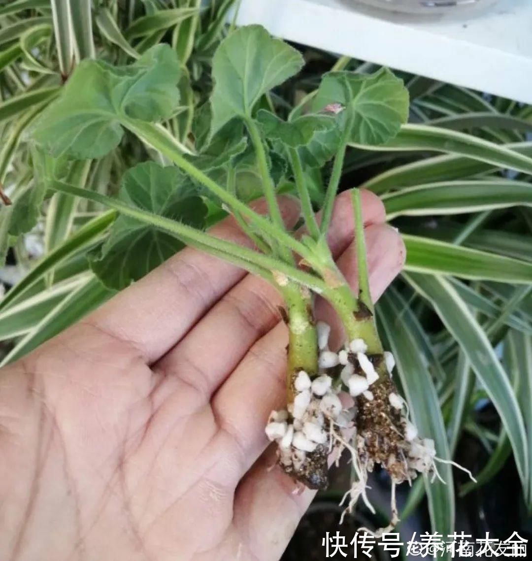 花苞|天热了，20种花最怕浇水，浇得越多，死得越快