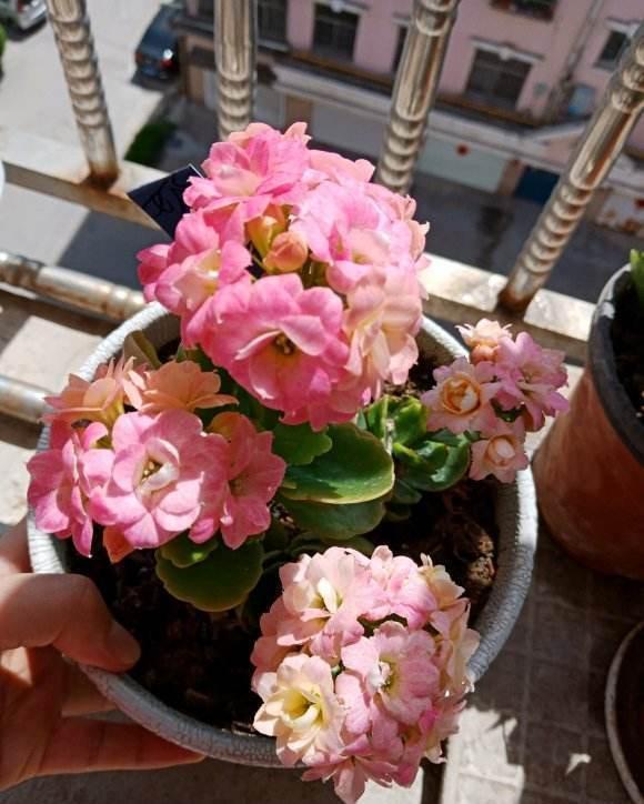 蟹爪兰|八月适合入手“6种花”,好养又漂亮,天气转凉更利于开花