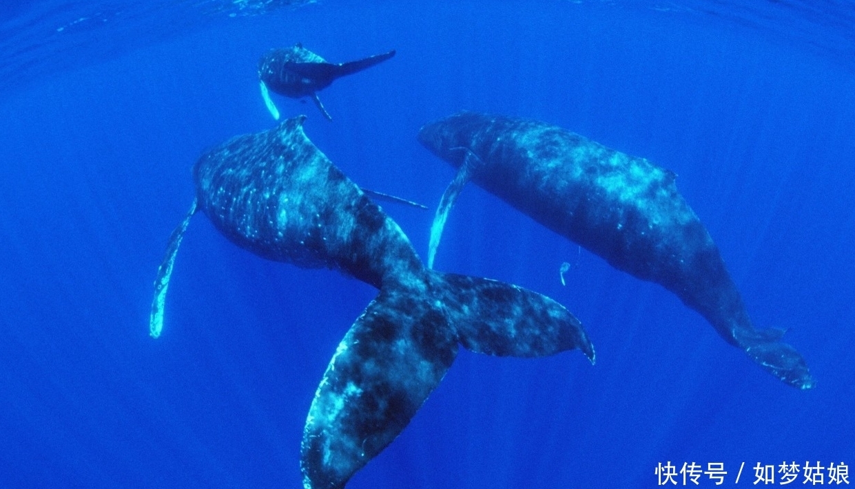 近距离 暖海实拍座头鲸 我们一起近距离接触它们